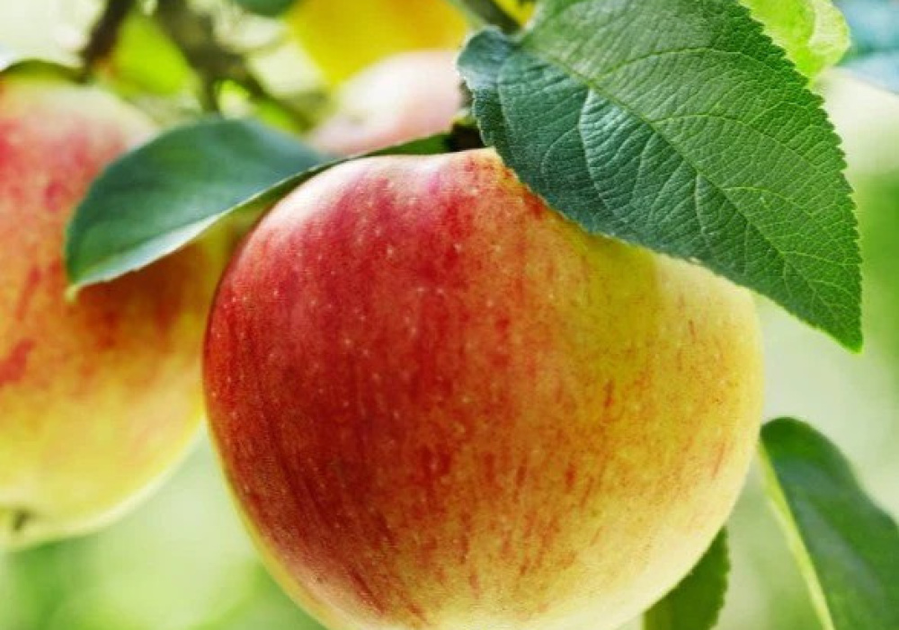 Autocueillette de pommes et labyrinthe de maïs